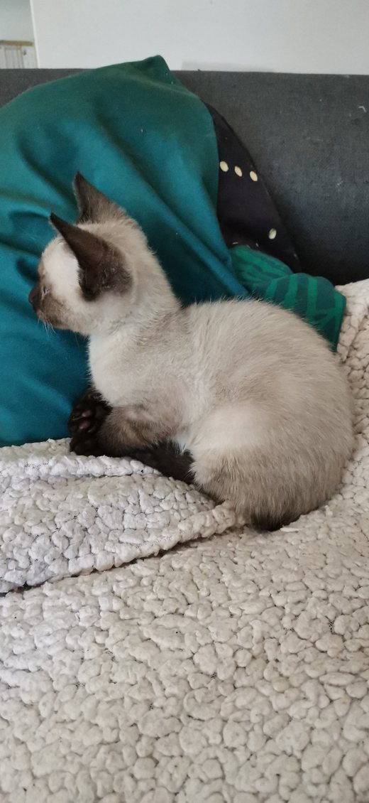 Roswell chaton en 2020, déjà sans queue