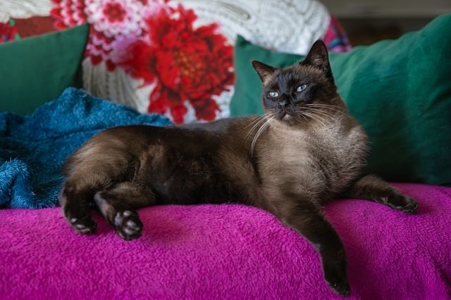 Roswell, siamois aux yeux bleus, photographié par Alice Georgina