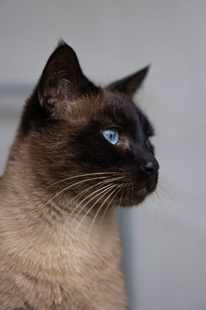 Roswell, siamois aux yeux bleu azur, photographié par Alice Georgina